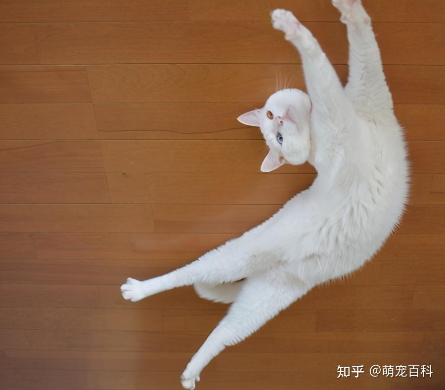 猫咪动作图片