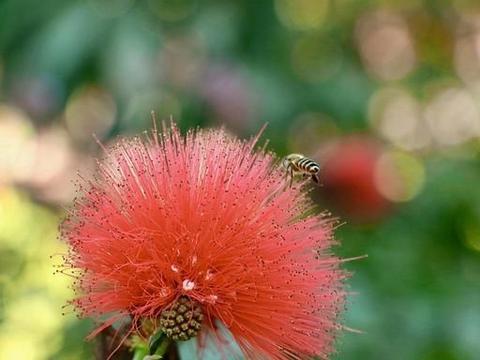 植库‖朱缨花:南美来的“红绒球”,俘获众多花友心 - 知乎