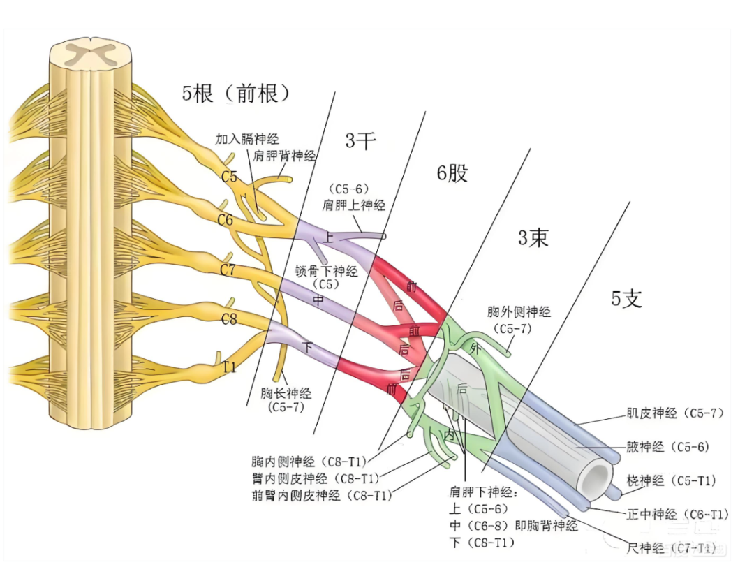臂丛神经与损伤症状(—)——锁骨上支 - 知乎
