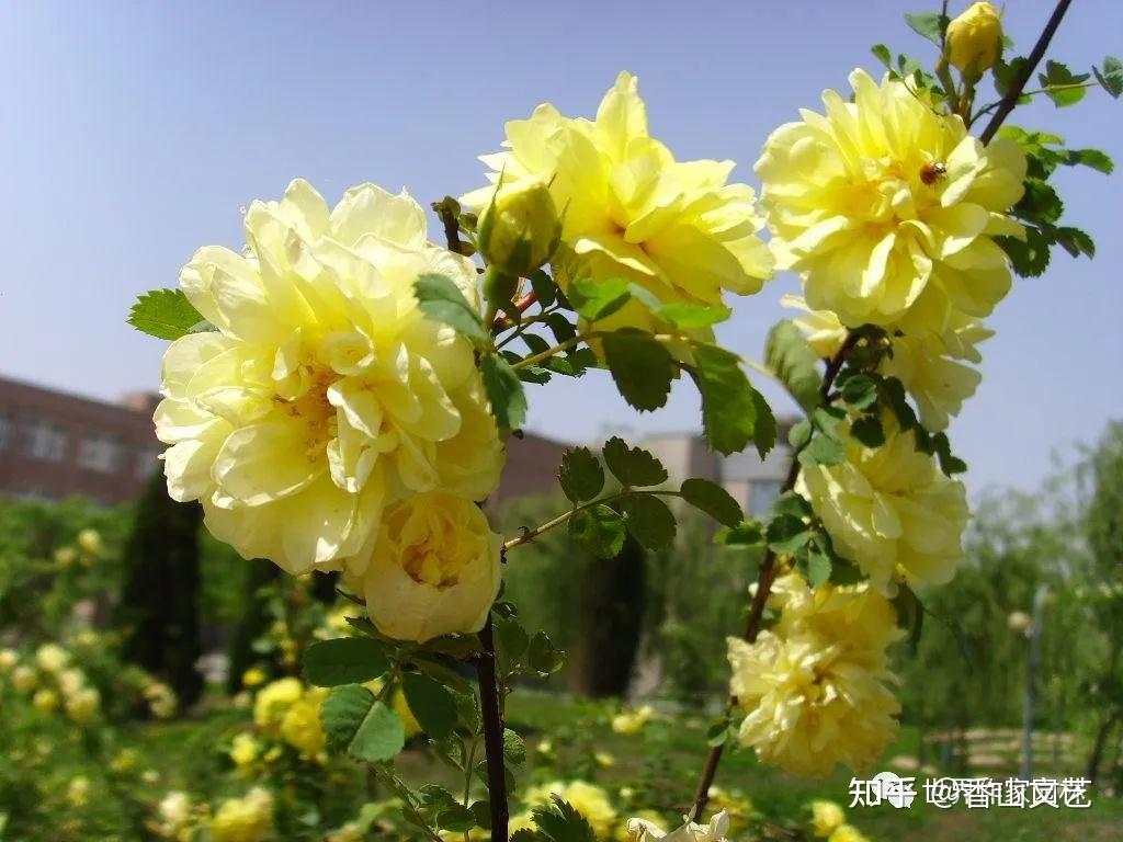 枫叶诗歌铿锵玫瑰石油花