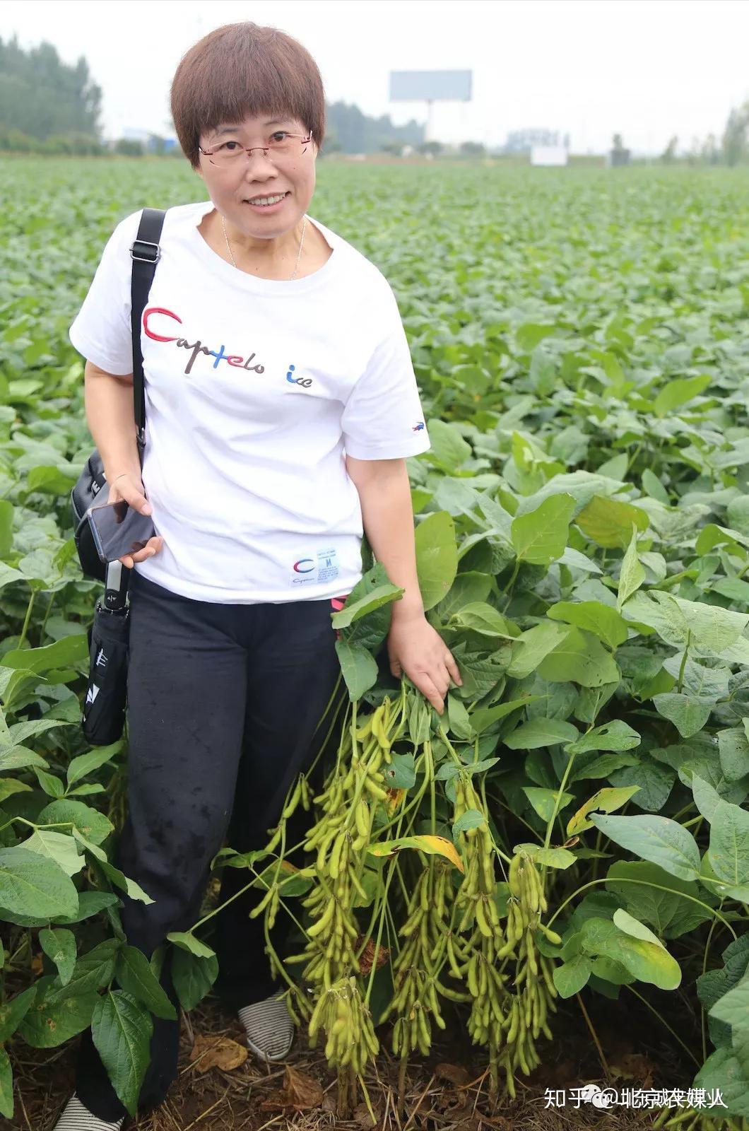 菏豆33号助力中国大豆振兴