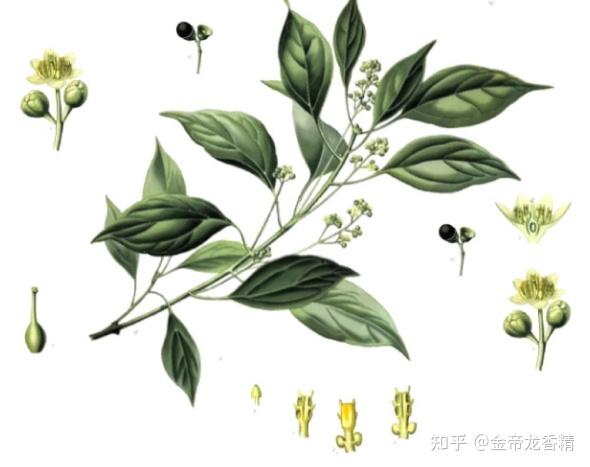 香精与香料(31)—龙脑 - 知乎