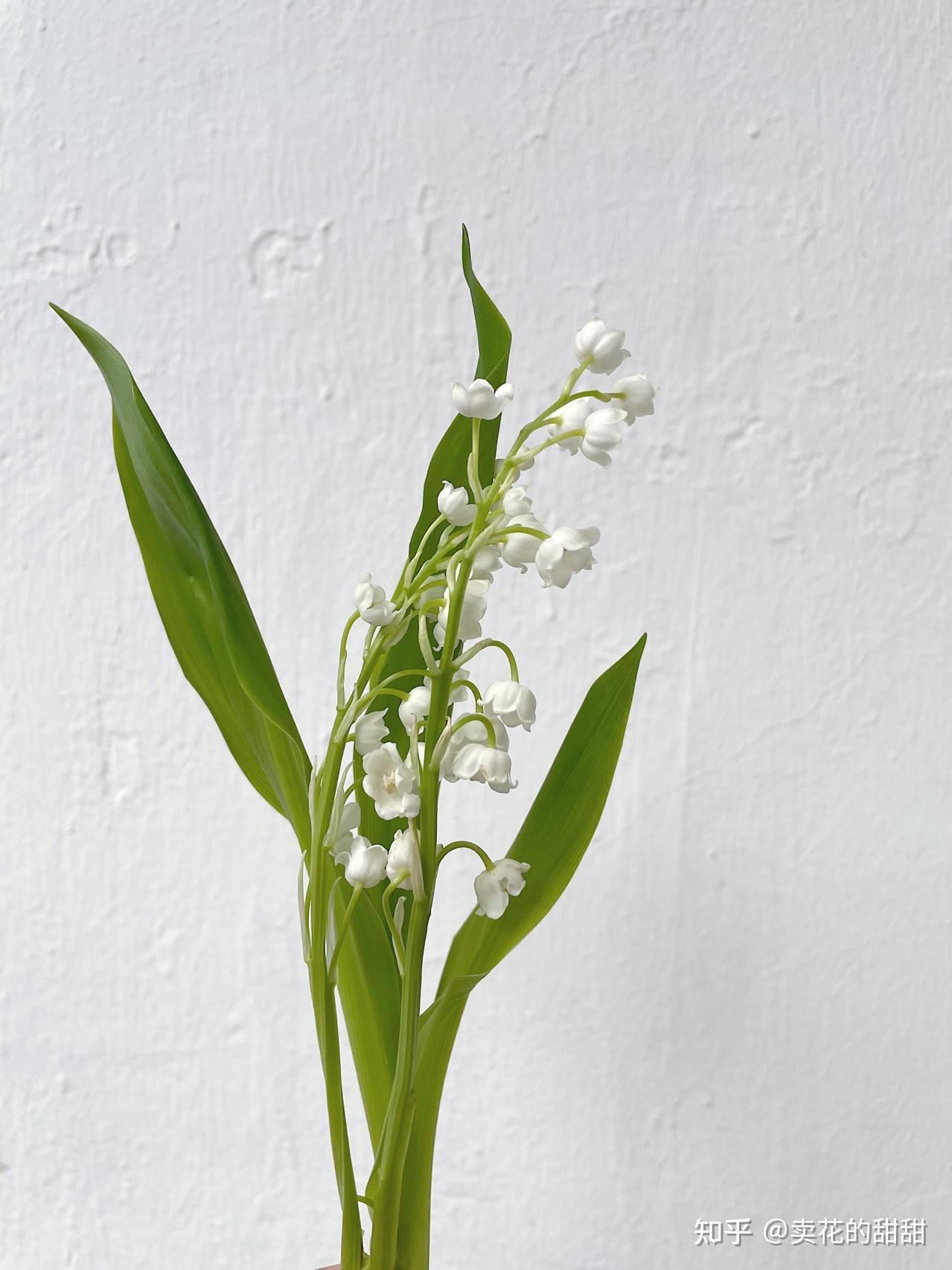 女神赫本,超模米兰达可儿,凯特王妃的婚礼手捧花都是铃兰,不起眼的一