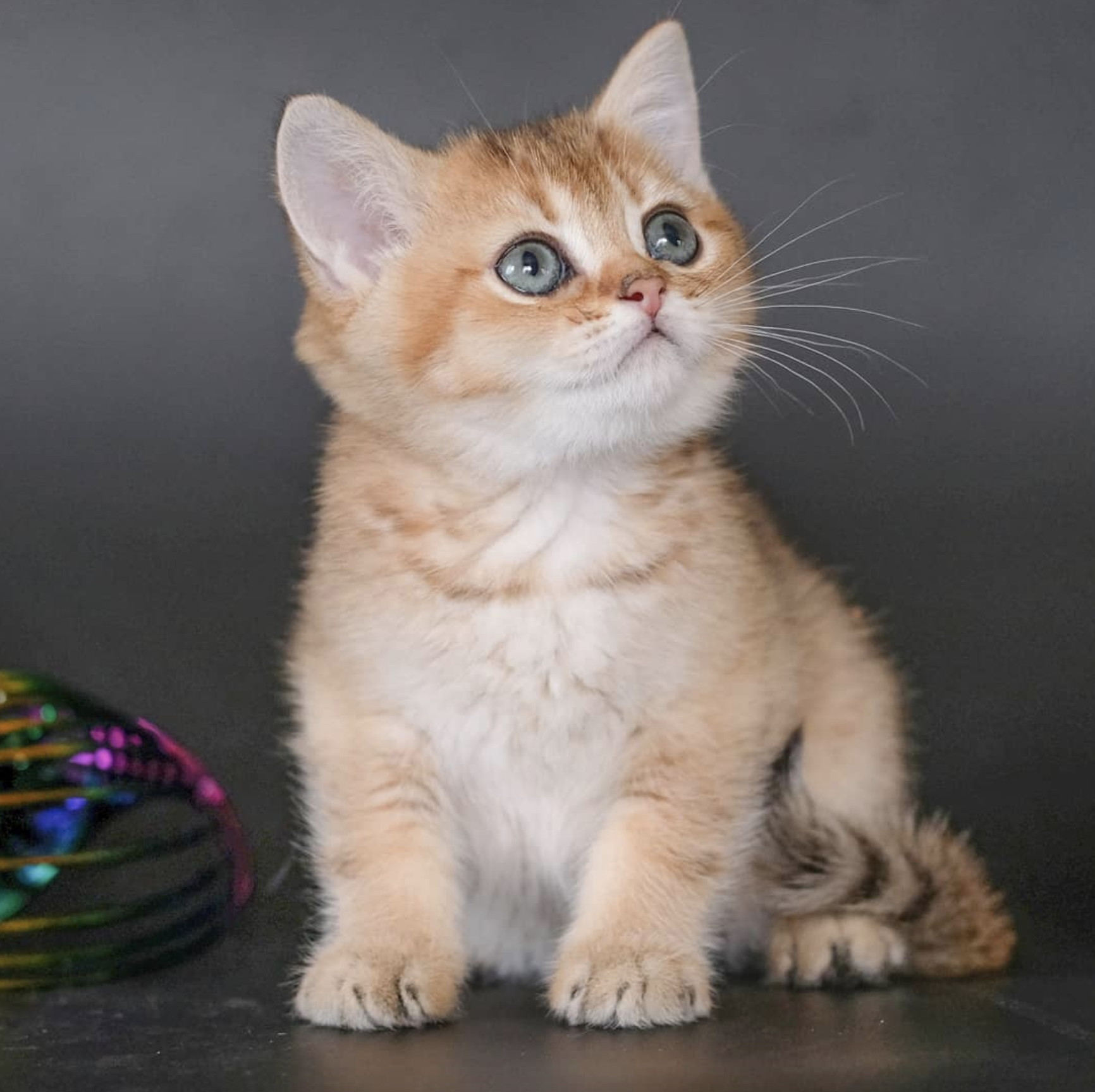 吸猫大会:英短金渐层dudley