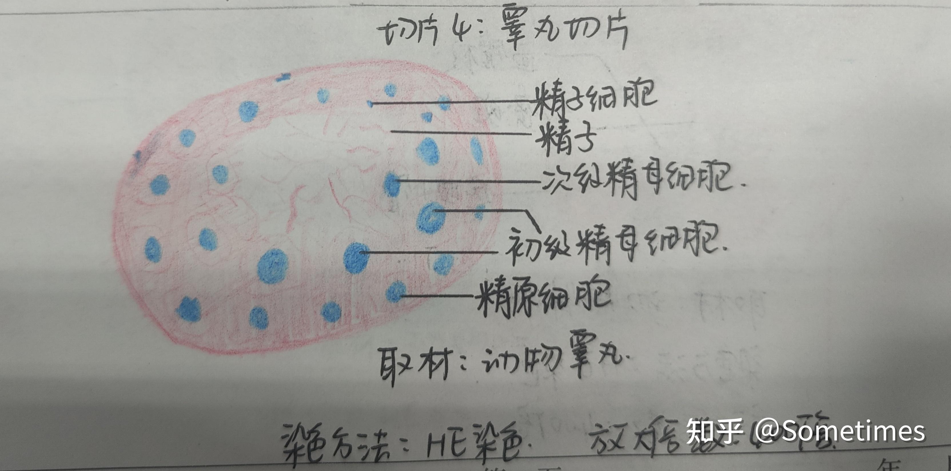 組胚紅藍鉛筆繪圖