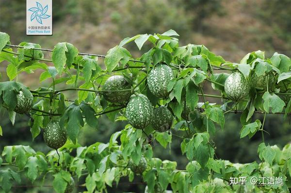 粗茶淡饭--《山家清供》18-栝蒌粉 - 知乎