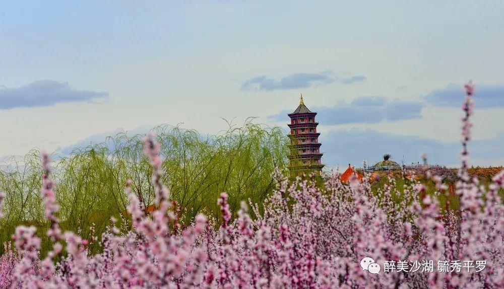 廟湖邂逅一場醉美桃花吧~大武口區北武當旅遊景區也推出了最佳賞桃花