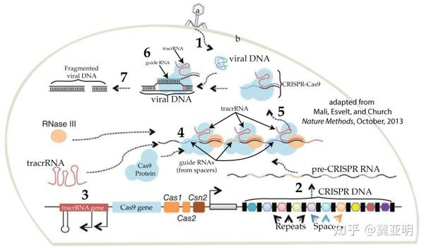 Crispr Cas9 知乎