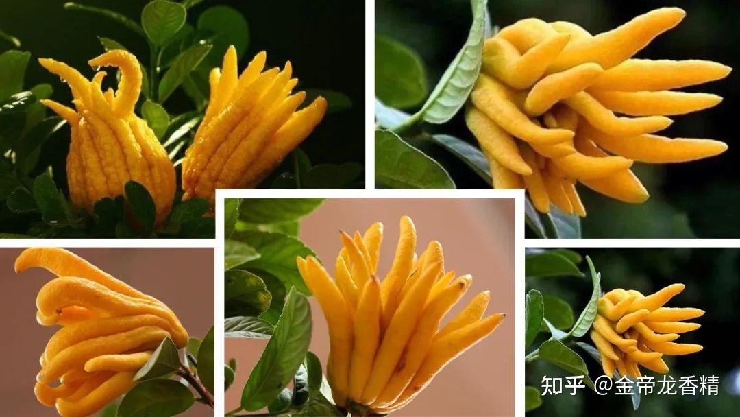 香精与香料(90)—佛手柑 - 知乎
