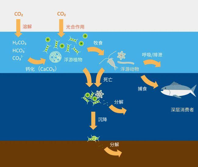 海洋原核微生物图片