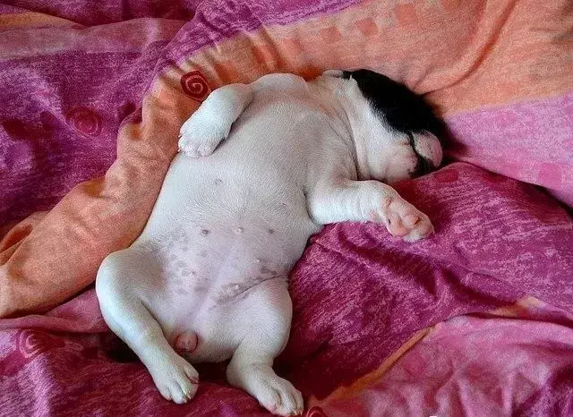 觉得狗窝是用来睡觉的那你想错了