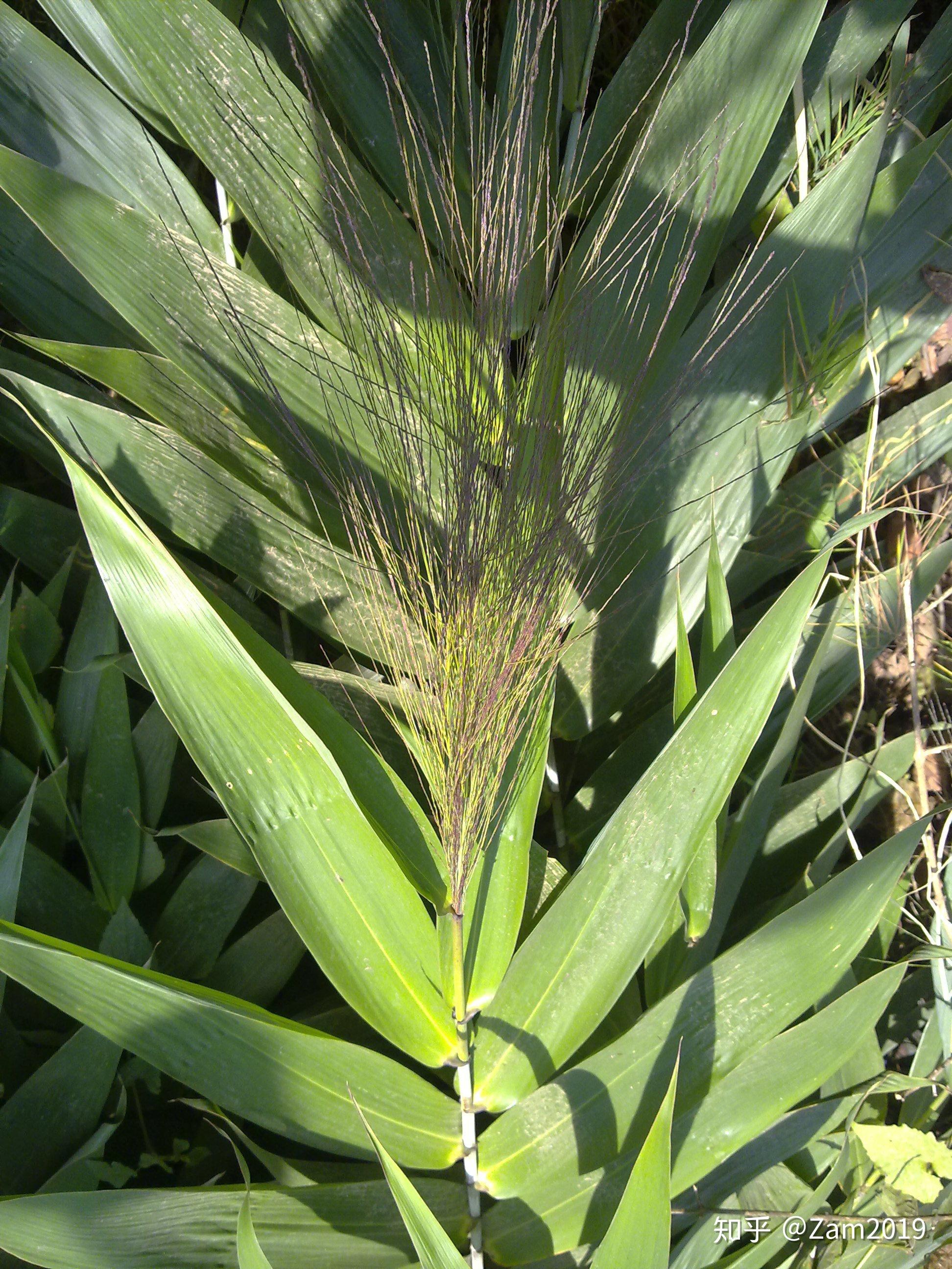 粽叶芦/thysanolaena,禾本科粽叶芦属,该属仅有粽叶芦一种,广东叫芒叶