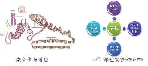 舍为斯生物端粒相对长度检测服务 - 知乎