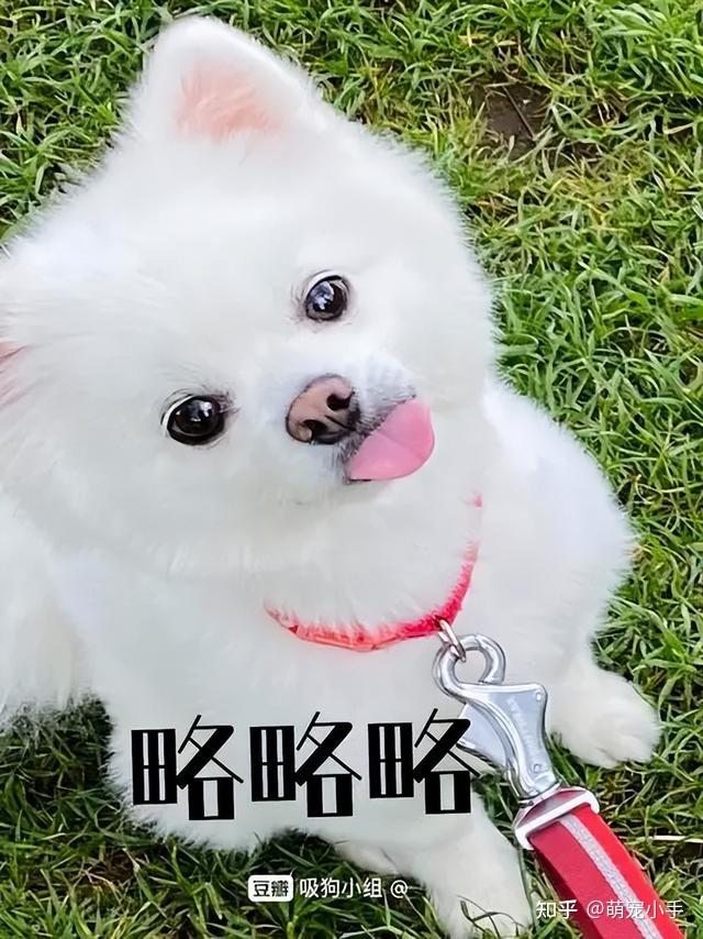 你家狗中了以下3条以上,恭喜你,你养熟了一个狗子 - 知乎