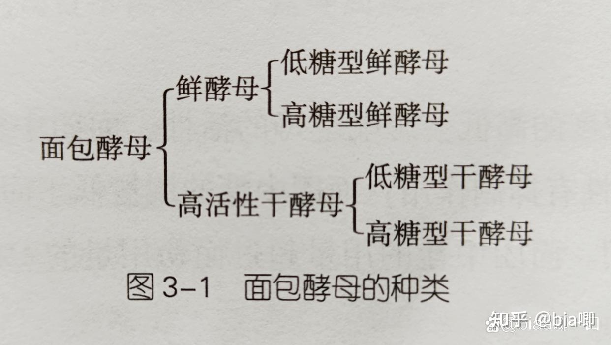 最全面的酵母知识——让你从原理上学会对酵母的运用 - 知乎