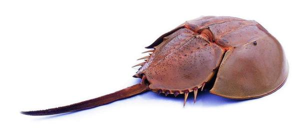 1 天前 鲎属节肢动物, 肢口纲,剑尾目,鲎科.