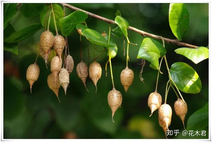 国家Ⅱ级保护濒危珍稀植物：秤锤树 - 知乎