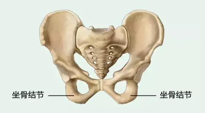 坐骨结节位置图位置图片