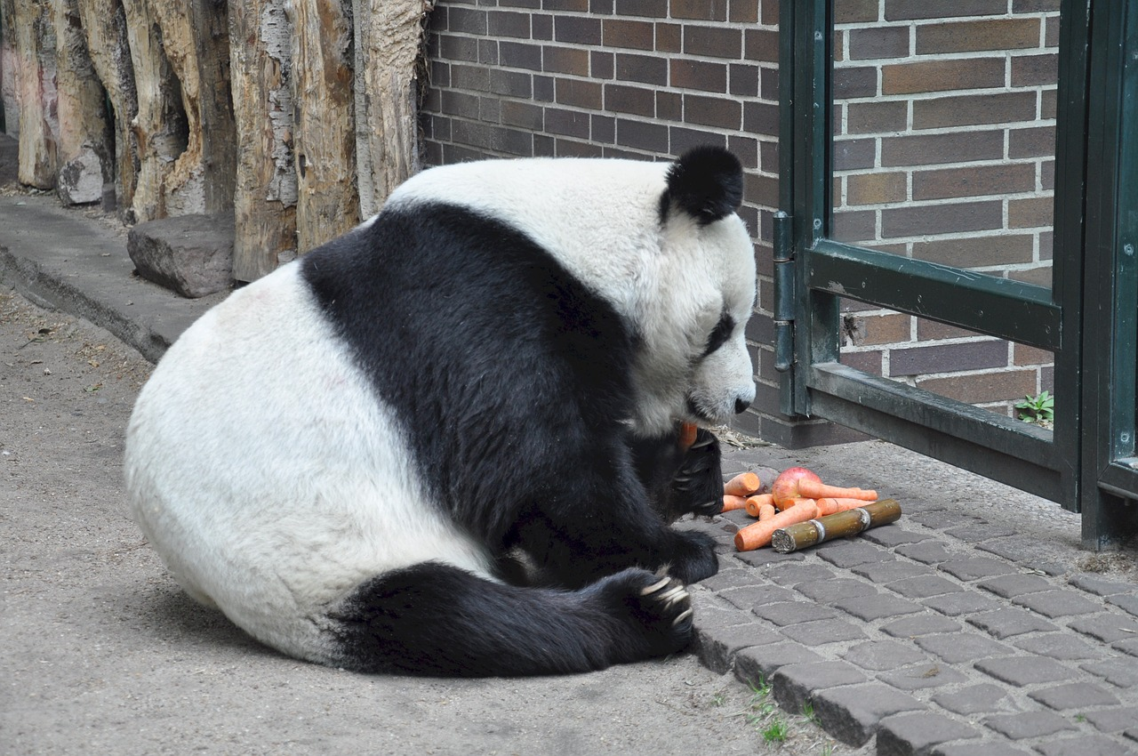 坐着吃竹子的国宝熊猫43720_动物合集_动物类_图库壁纸_68Design