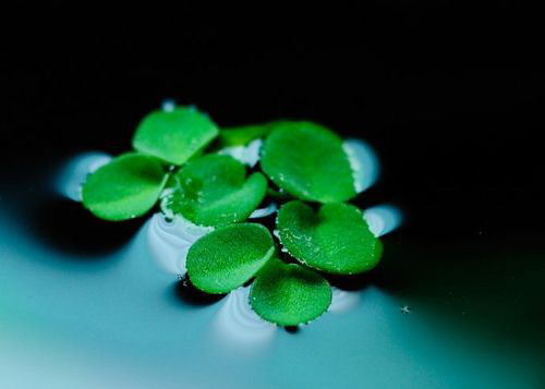 飘萍作者行德学派李向东