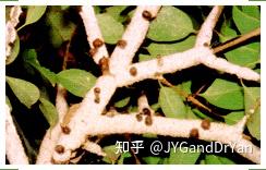 秋季观叶树种--梣树(白蜡树 F. excelsior) - 知乎