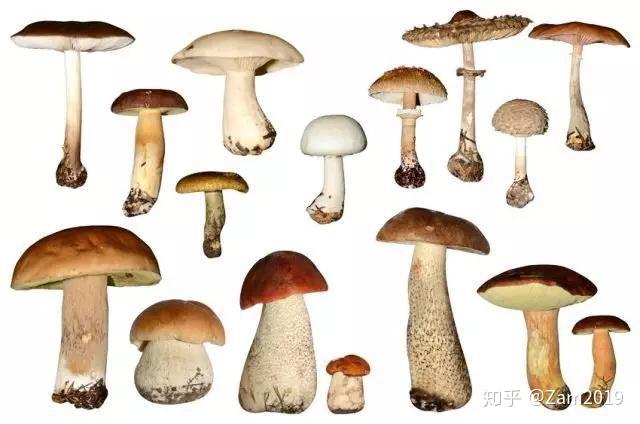 蘑菇记|以科学的名义,鉴别各种常见食用菌 - 知乎