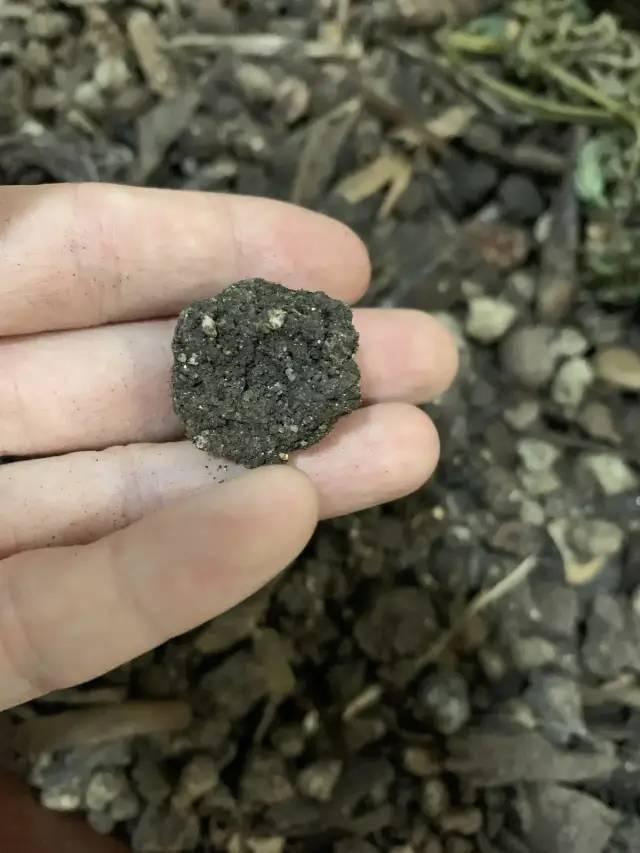 堆肥多年,土壤发生了神奇的变化!团粒结构真赞