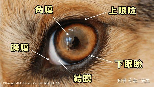 狗眼疾病检查 - 知乎