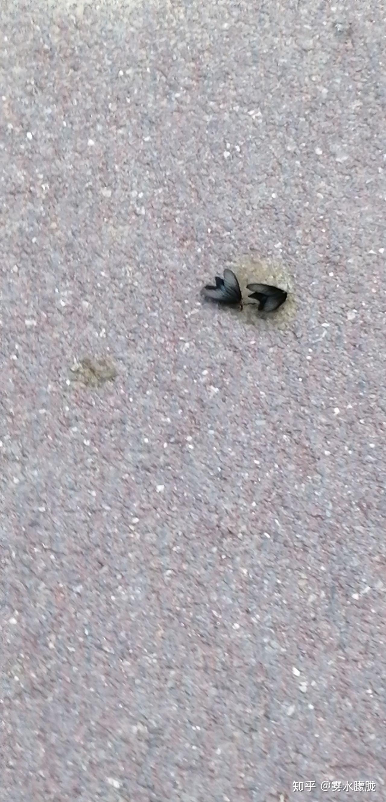 请问这种蛾子是什么品种