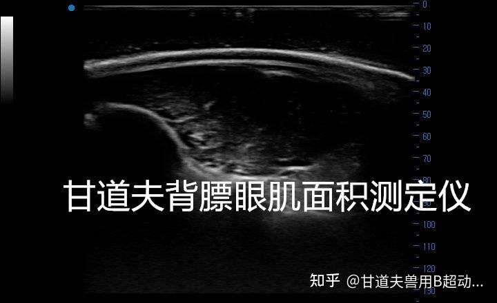 种猪背膘厚度眼肌面积怎么测量图像怎么分析猪用B超背膘仪实践操作 - 知乎