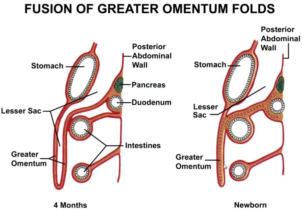 网膜是最大的腹膜皱襞,悬于胃大弯的下方,向下延续,并不完全覆盖腹部