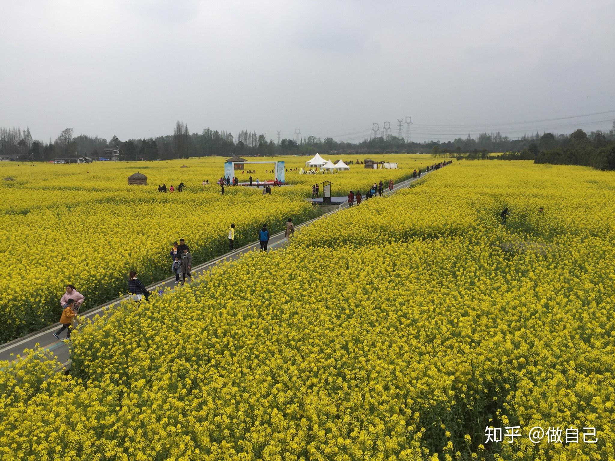 号称中国最美乡村公路成都崇州重庆路油菜花花