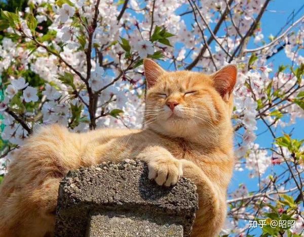 大橘为重之橘猫为什么那么能吃？ - 知乎
