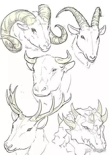 动物的角怎么画一看就会绘画犄角的详细教程