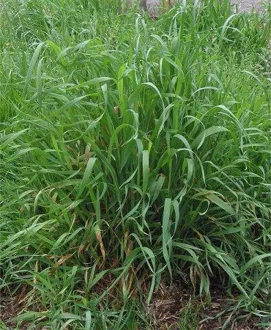 谁来养活中国人?他,用小麦增产千亿斤让中国成为粮食大国 - 知乎