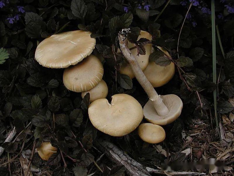 【真菌界全系列-24】伞菌目—粪锈伞科 - 知乎
