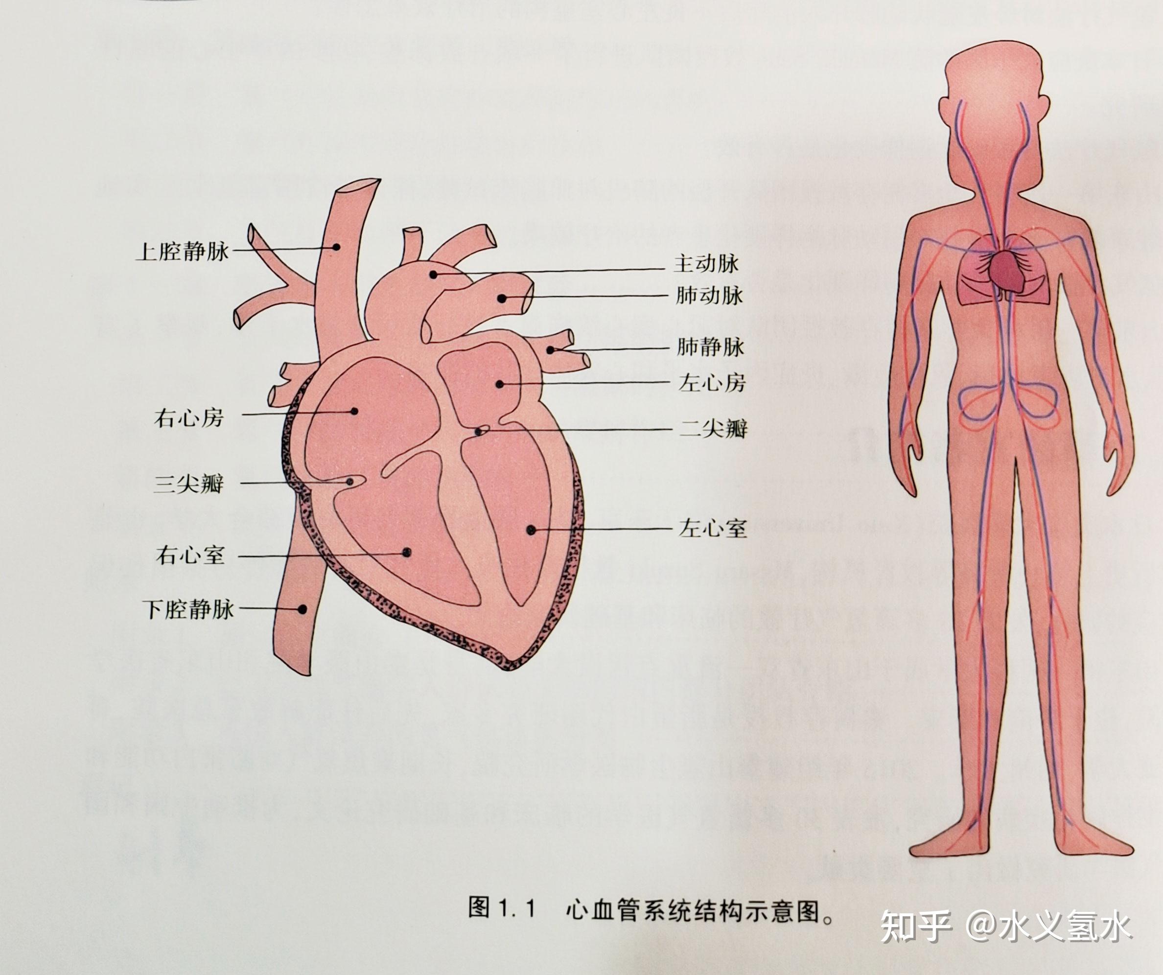 人类的心血管系统是一个密闭的管道系统,由心脏和血管组成