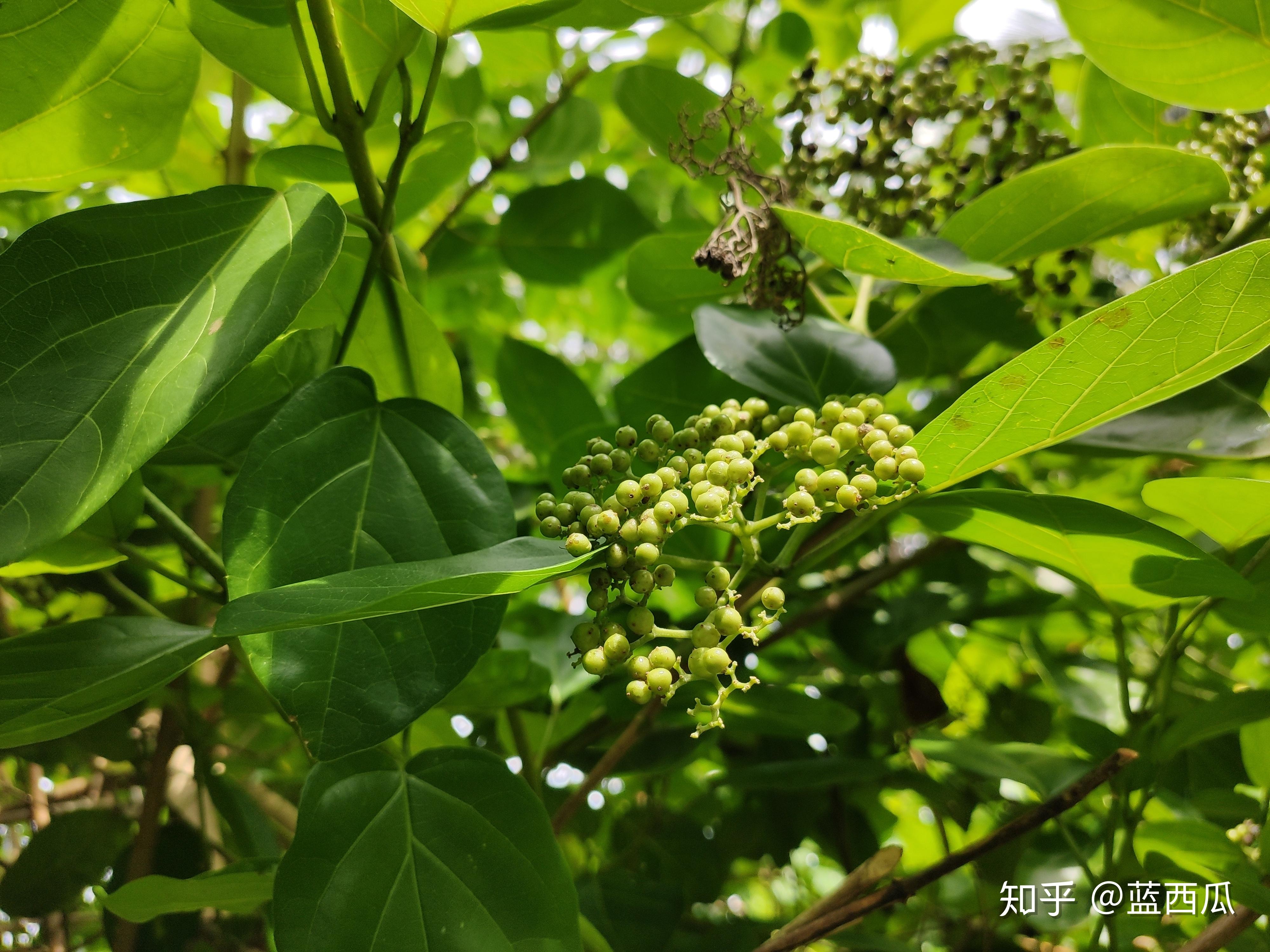 半红树植物唇形科