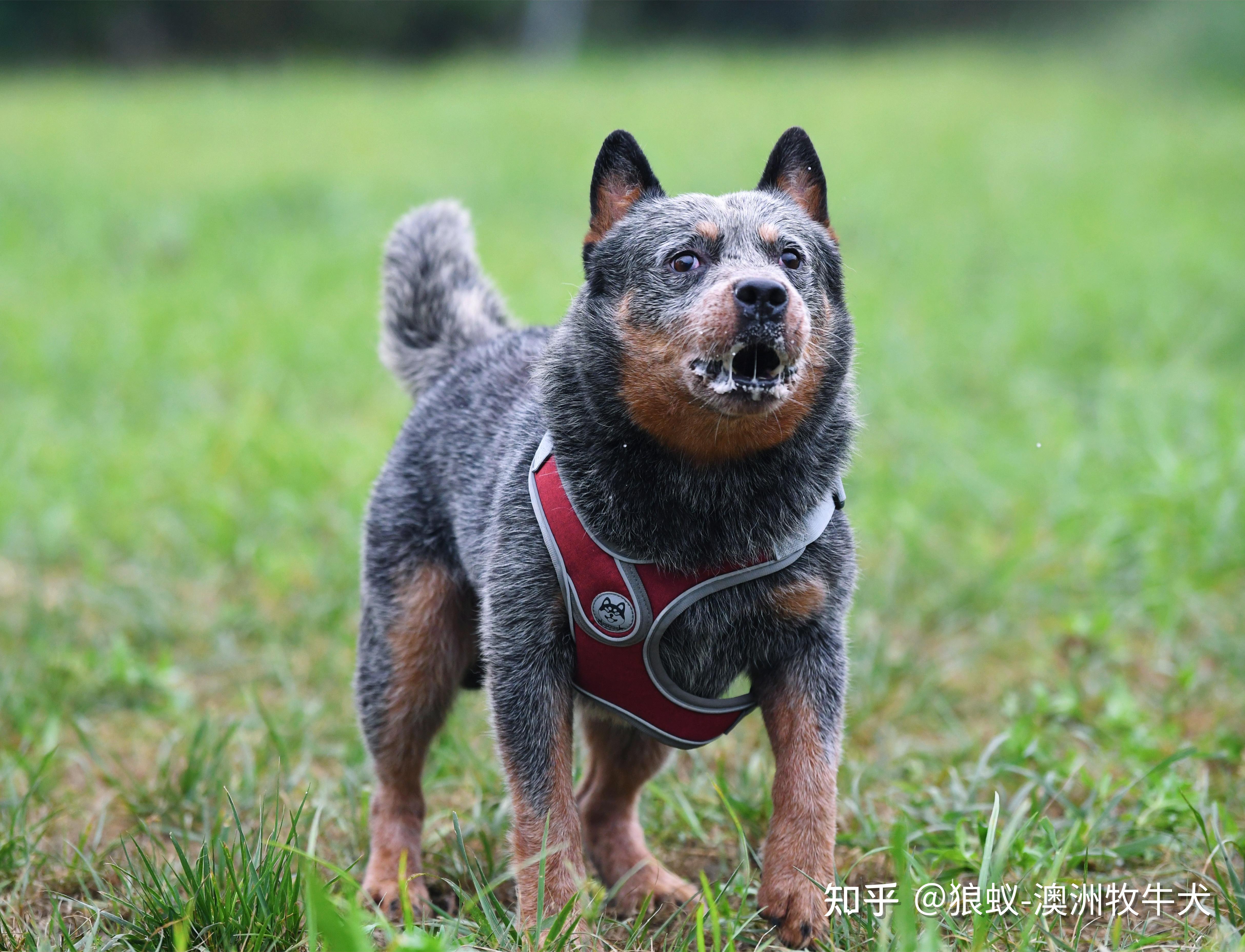 你知道纯种澳大利亚牧牛犬是什么样吗