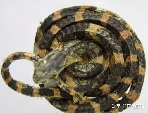 带你识别金钱白花蛇