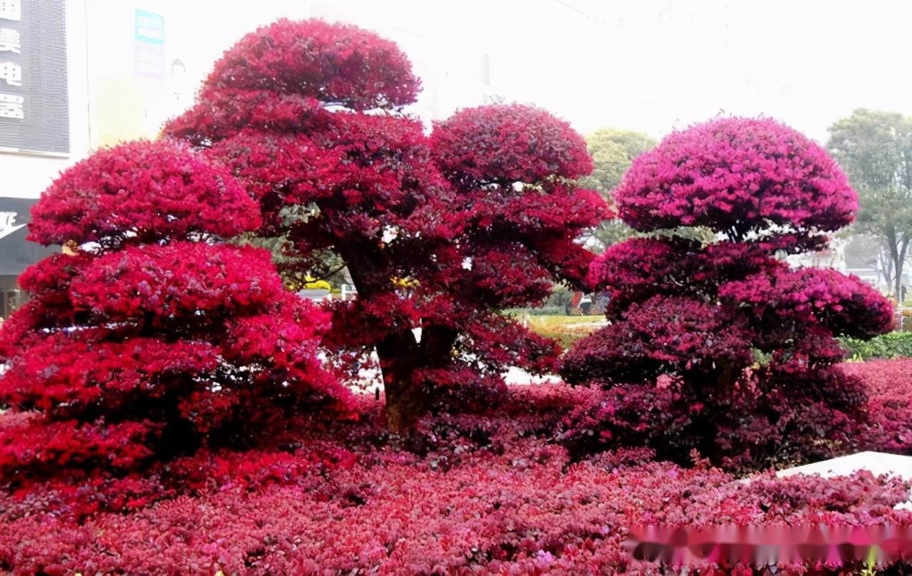 造型红桎木 红花继木造型基地 造型红檵木价格 - 中国花木网