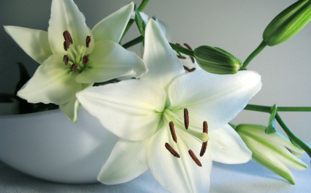 百合的种植方法与技巧 v2-7ca3b6734dbb206df14b32df107dd86e_1440w.jpg?source=172ae18b