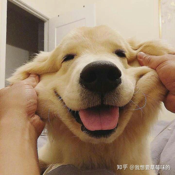 有人知道袋鼠红领巾吗?靠谱吗?