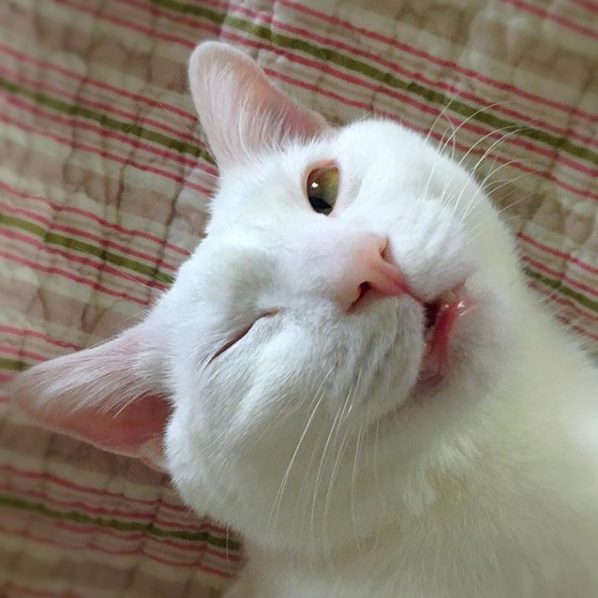 吸猫大会泰国曼尼猫bosworth