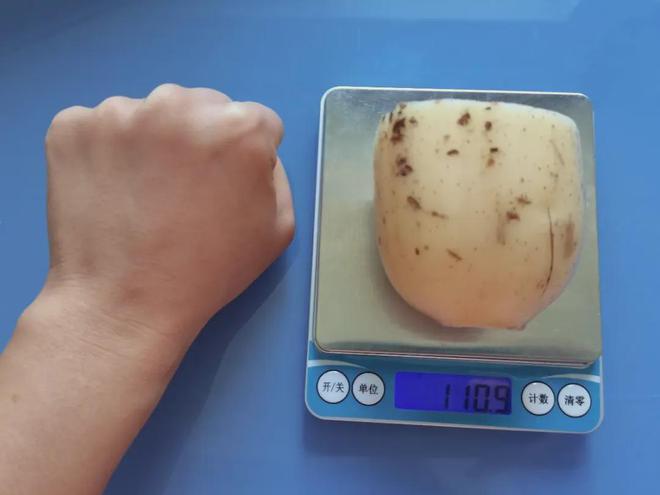 Half lotus root about 100 grams