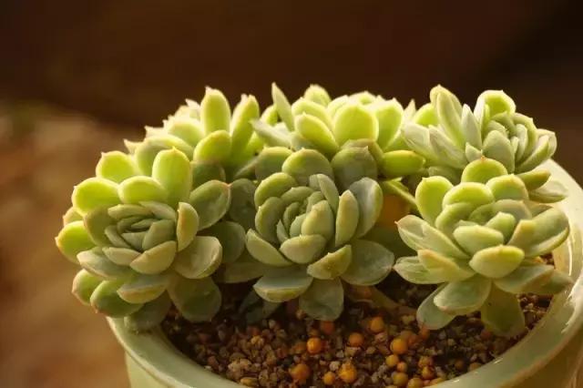 多肉植物光照到底多少好 知乎 多肉植物光照到底多少好 知乎