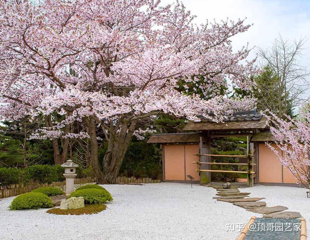 庭院树应该怎么选择