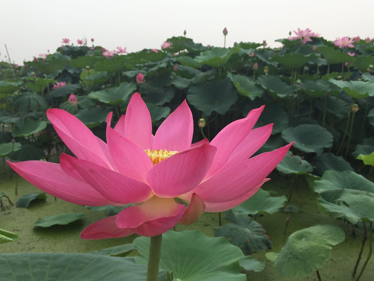 荷花种子 莲子 种植方法 知乎