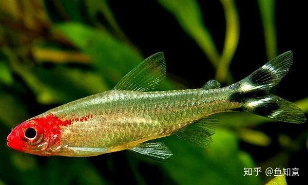 红头剪刀鱼