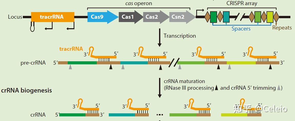 crisprcas9蛋白的结构与作用机制